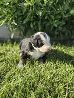 JOE, a male Bernese Mountain Dog for sale in Rexburg, ID – 3 of 7