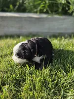 SARAH, a female Bernese Mountain Dog for sale in Rexburg, ID – 3 of 7