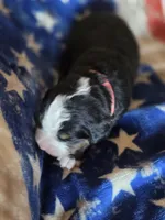 BETH, a female Bernese Mountain Dog for sale in Rexburg, ID – 3 of 4