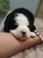 SARAH, a female Bernese Mountain Dog for sale in Rexburg, ID – 6 of 7