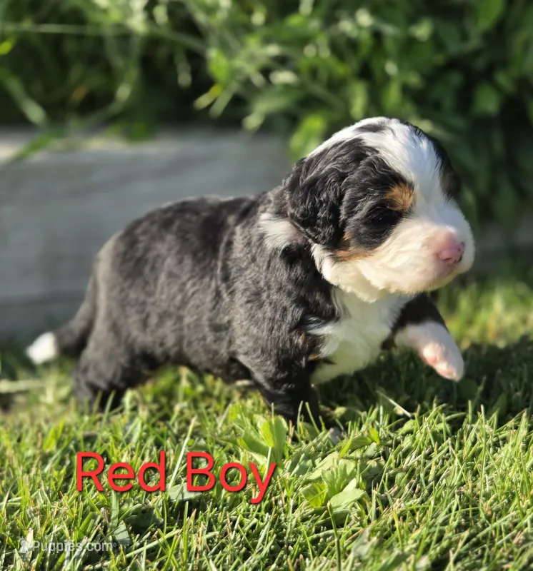 RIP – Bernese Mountain Dog puppy for sale in Rexburg, ID