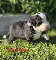 RIP, a male Bernese Mountain Dog for sale in Rexburg, ID – 1 of 6