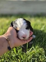 SARAH, a female Bernese Mountain Dog for sale in Rexburg, ID – 2 of 7