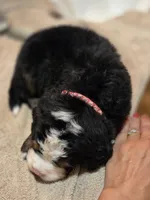 BETH, a female Bernese Mountain Dog for sale in Rexburg, ID – 6 of 7