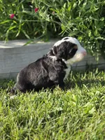 RIP, a male Bernese Mountain Dog for sale in Rexburg, ID – 2 of 6