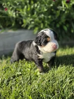 RIP, a male Bernese Mountain Dog for sale in Rexburg, ID – 3 of 6