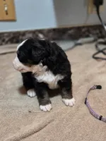 GRACIE, a female Bernese Mountain Dog for sale in Rexburg, ID – 5 of 6