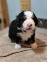 EVE, a female Bernese Mountain Dog for sale in Rexburg, ID – 6 of 7