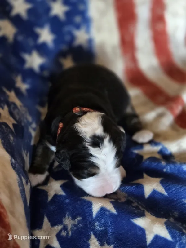 RIP – Bernese Mountain Dog puppy for sale in Rexburg, ID