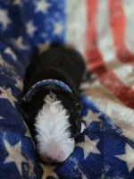 BLU, a male Bernese Mountain Dog for sale in Rexburg, ID – 3 of 4