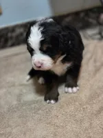 BETH, a female Bernese Mountain Dog for sale in Rexburg, ID – 5 of 7