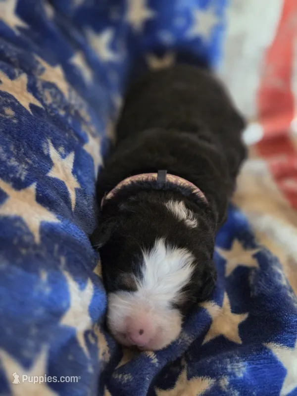 GRACIE – Bernese Mountain Dog puppy for sale in Rexburg, ID