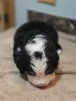 RIP, a male Bernese Mountain Dog for sale in Rexburg, ID – 5 of 6