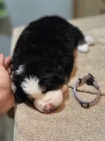 GRACIE, a female Bernese Mountain Dog for sale in Rexburg, ID – 4 of 6
