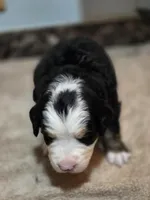 JOE, a male Bernese Mountain Dog for sale in Rexburg, ID – 5 of 7