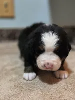 GRACIE, a female Bernese Mountain Dog for sale in Rexburg, ID – 3 of 6