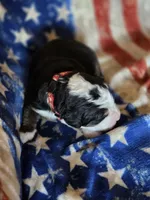 RIP, a male Bernese Mountain Dog for sale in Rexburg, ID – 3 of 4