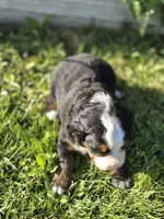 BETH, a female Bernese Mountain Dog for sale in Rexburg, ID – 4 of 7