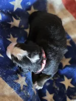 BETH, a female Bernese Mountain Dog for sale in Rexburg, ID – 2 of 4