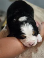 EVE, a female Bernese Mountain Dog for sale in Rexburg, ID – 4 of 7