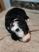 RIP, a male Bernese Mountain Dog for sale in Rexburg, ID – 6 of 6