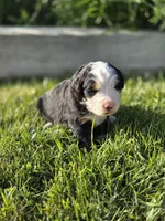 SARAH, a female Bernese Mountain Dog for sale in Rexburg, ID – 4 of 7