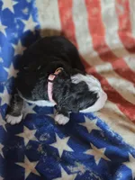 SARAH, a female Bernese Mountain Dog for sale in Rexburg, ID – 3 of 4