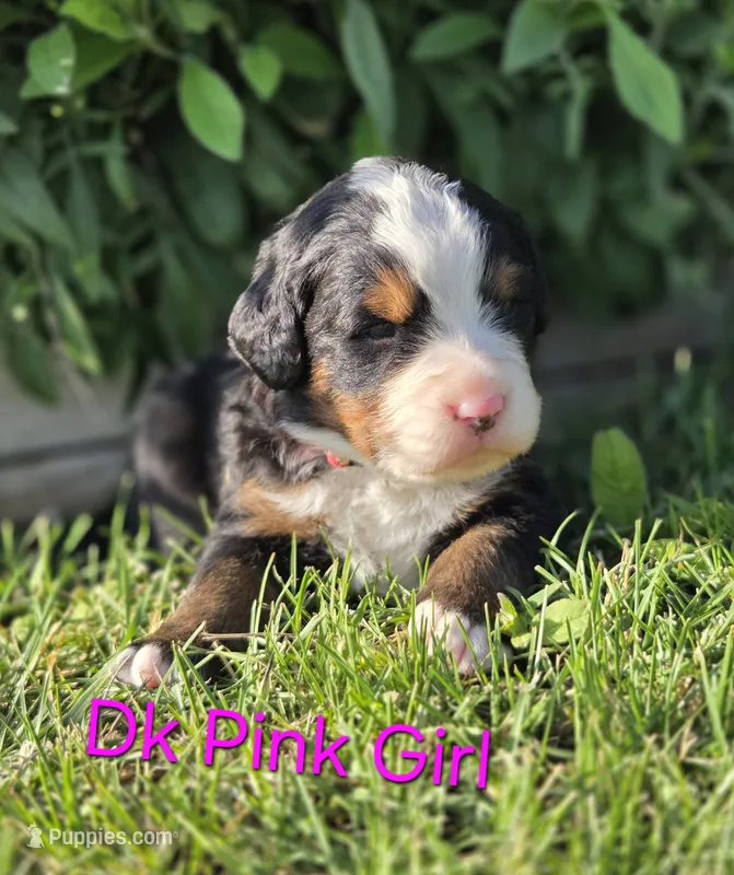 BETH – Bernese Mountain Dog puppy for sale in Rexburg, ID