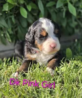 BETH, a female Bernese Mountain Dog for sale in Rexburg, ID – 1 of 7