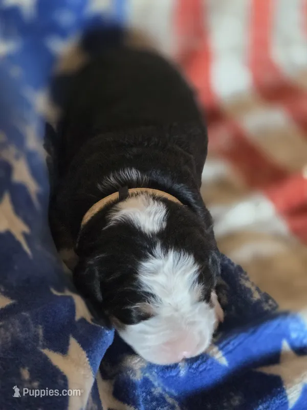EVE – Bernese Mountain Dog puppy for sale in Rexburg, ID