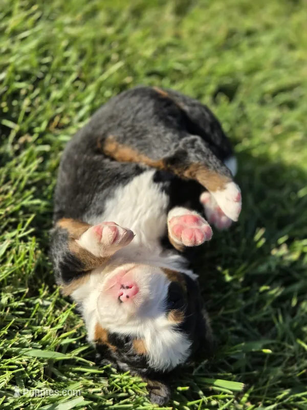 EVE – Bernese Mountain Dog puppy for sale in Rexburg, ID