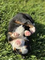 EVE, a female Bernese Mountain Dog for sale in Rexburg, ID – 1 of 7