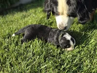 JOE, a male Bernese Mountain Dog for sale in Rexburg, ID – 4 of 7