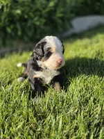 BLU, a male Bernese Mountain Dog for sale in Rexburg, ID – 2 of 7