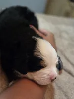BLU, a male Bernese Mountain Dog for sale in Rexburg, ID – 3 of 7