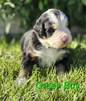 JOE, a male Bernese Mountain Dog for sale in Rexburg, ID – 1 of 7