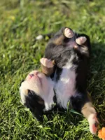 JOE, a male Bernese Mountain Dog for sale in Rexburg, ID – 2 of 7
