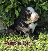 GRACIE, a female Bernese Mountain Dog for sale in Rexburg, ID – 1 of 6