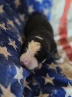 GRACIE, a female Bernese Mountain Dog for sale in Rexburg, ID – 4 of 5