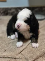 BLU, a male Bernese Mountain Dog for sale in Rexburg, ID – 5 of 7