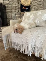 Yellow collar , a male Cavapoo for sale in Kerrville, TX – 7 of 8