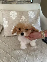 Yellow collar , a male Cavapoo for sale in Kerrville, TX – 2 of 8