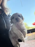 Winston, a male Cavachon for sale in Kerrville, TX – 1 of 5