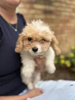 Yellow collar , a male Cavapoo for sale in Kerrville, TX – 3 of 8