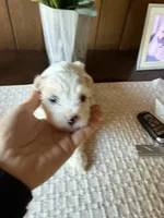 Winston, a male Cavachon for sale in Kerrville, TX – 3 of 5