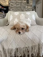 Yellow collar , a male Cavapoo for sale in Kerrville, TX – 8 of 8