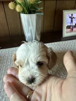 Winston, a male Cavachon for sale in Kerrville, TX – 2 of 5