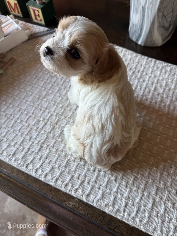 Birdie – Cavachon puppy for sale in Kerrville, TX