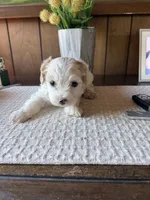 Winston, a male Cavachon for sale in Kerrville, TX – 5 of 5