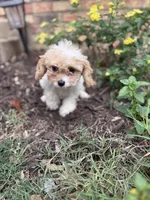 Yellow collar , a male Cavapoo for sale in Kerrville, TX – 5 of 8